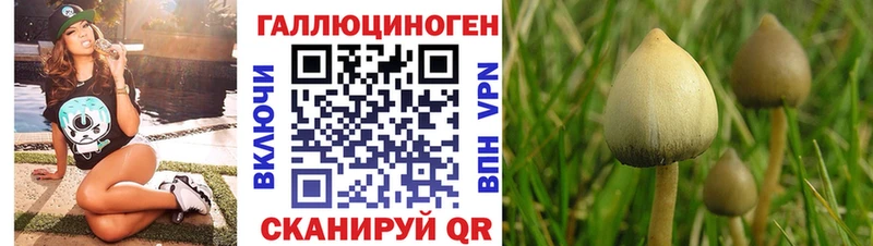 Купить  Зима  Галлюциногенные грибы Cubensis 